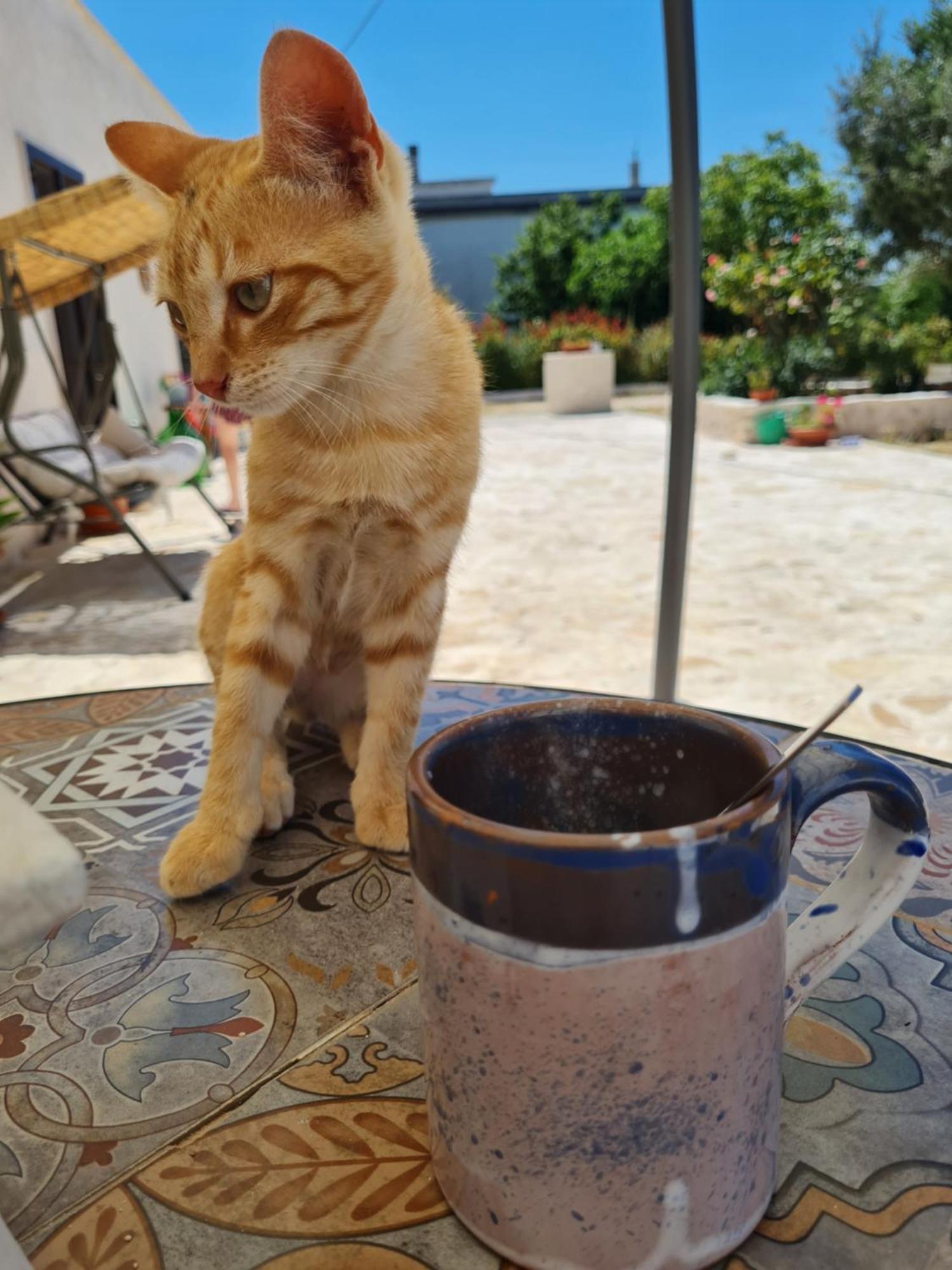 Casa 44Gatti Apartman Martina Franca Kültér fotó